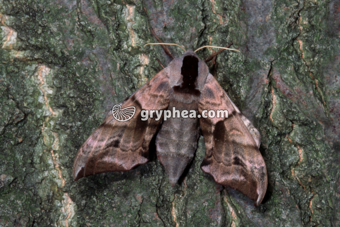 Paon de nuit - gryphea.com